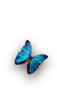 morphos